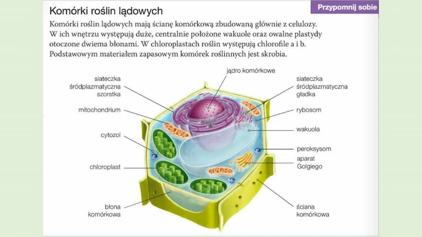 ROŚLINY LADOWE I
WTÓRNIE WODNE
D
RÓŻNORODNOŚĆ ROŚLIN ●
●
WPROWADZENIE
Rośliny lądowe to tkankowe organizmy autotroficzne,
których ciało jest