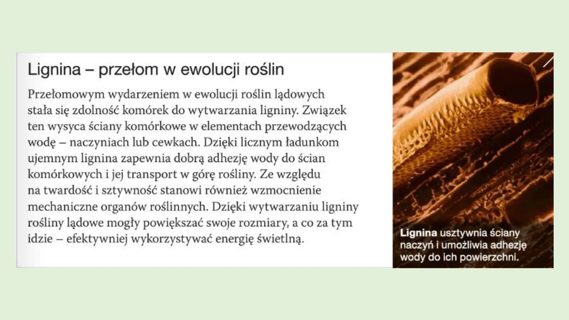 ROŚLINY LADOWE I
WTÓRNIE WODNE
D
RÓŻNORODNOŚĆ ROŚLIN ●
●
WPROWADZENIE
Rośliny lądowe to tkankowe organizmy autotroficzne,
których ciało jest