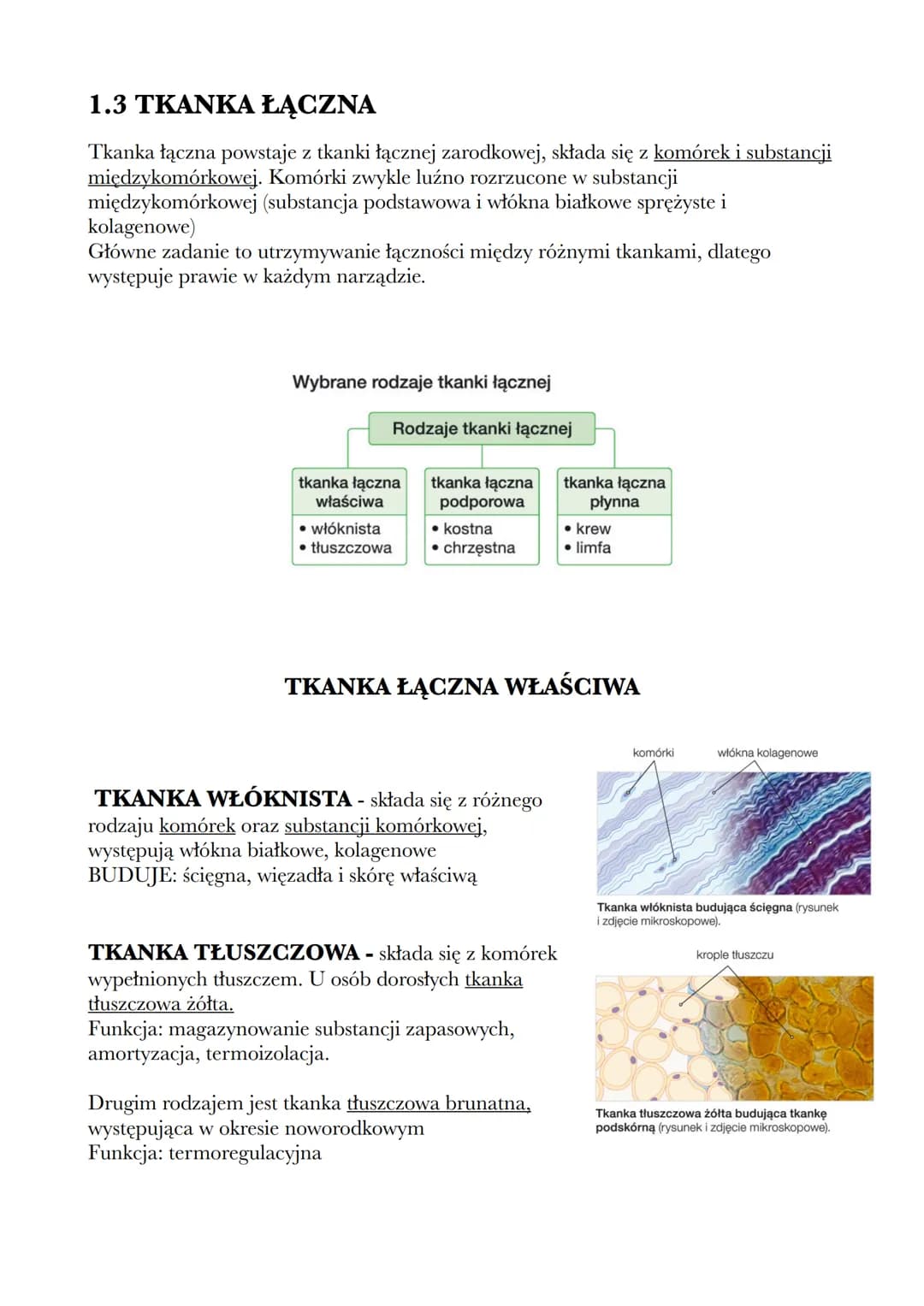 1.3 TKANKA ŁĄCZNA
Tkanka łączna powstaje z tkanki łącznej zarodkowej, składa się z komórek i substancji
międzykomórkowej. Komórki zwykle luź