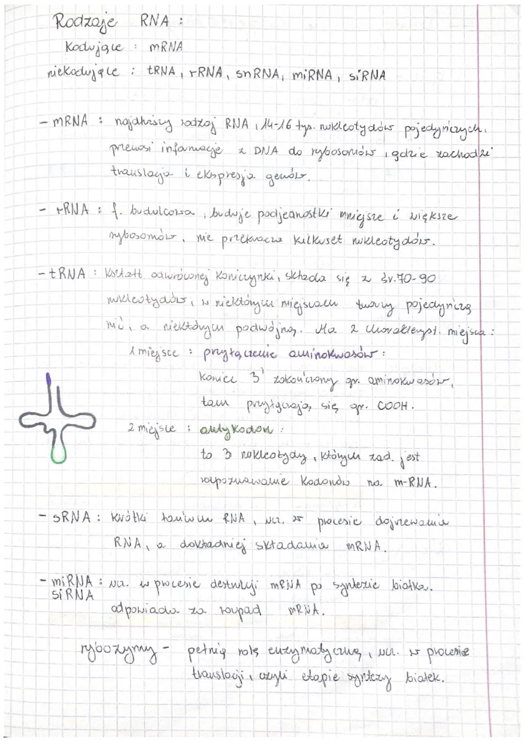 - Budowa i rola kwasów nukleinowych -

DNA-odkinto ar 1879 r., odkiyue prez J. Watson oraz
(kw.aroksynybonukleinoux & Crickom opisare strukt