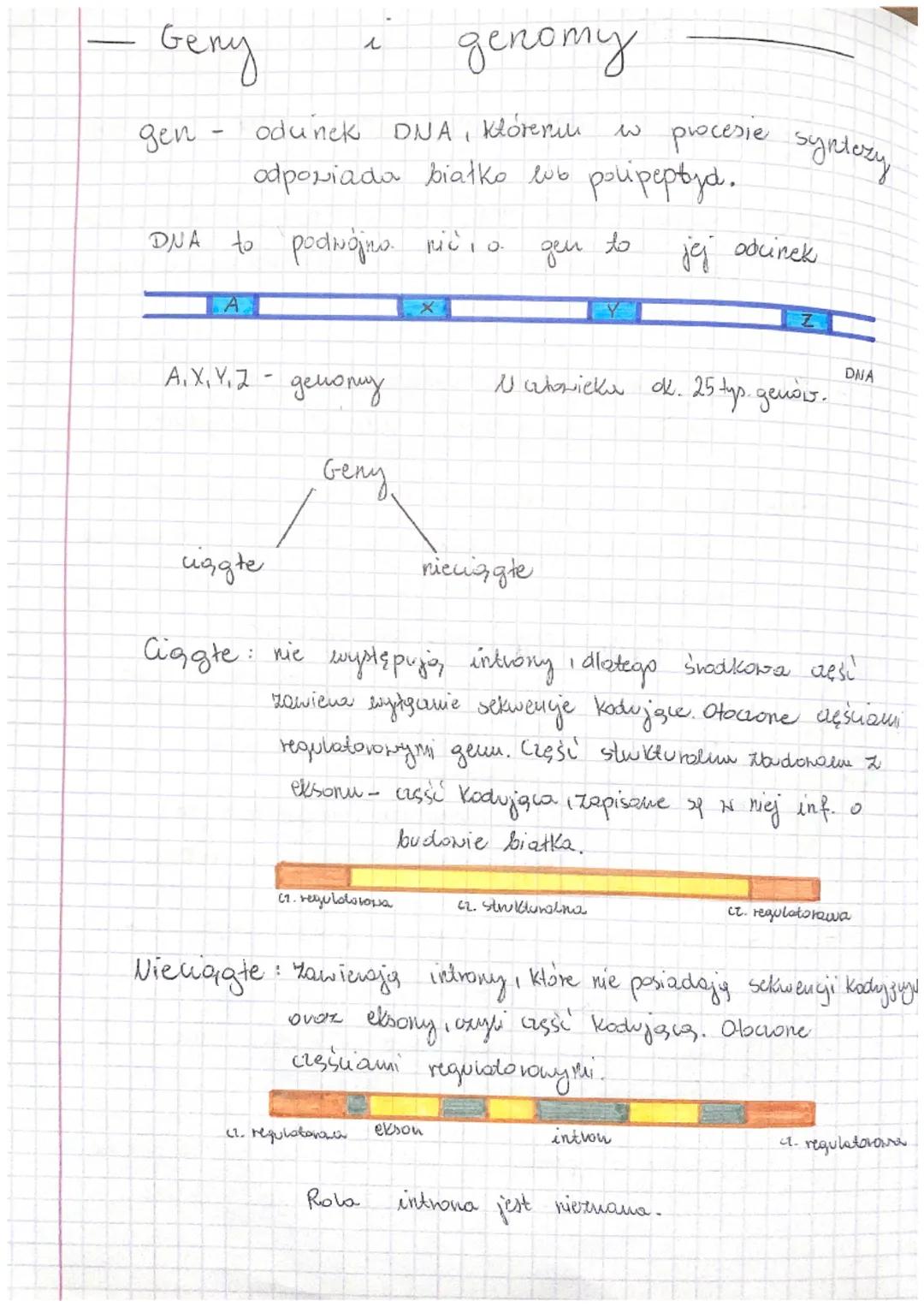 - Budowa i rola kwasów nukleinowych -

DNA-odkinto ar 1879 r., odkiyue prez J. Watson oraz
(kw.aroksynybonukleinoux & Crickom opisare strukt