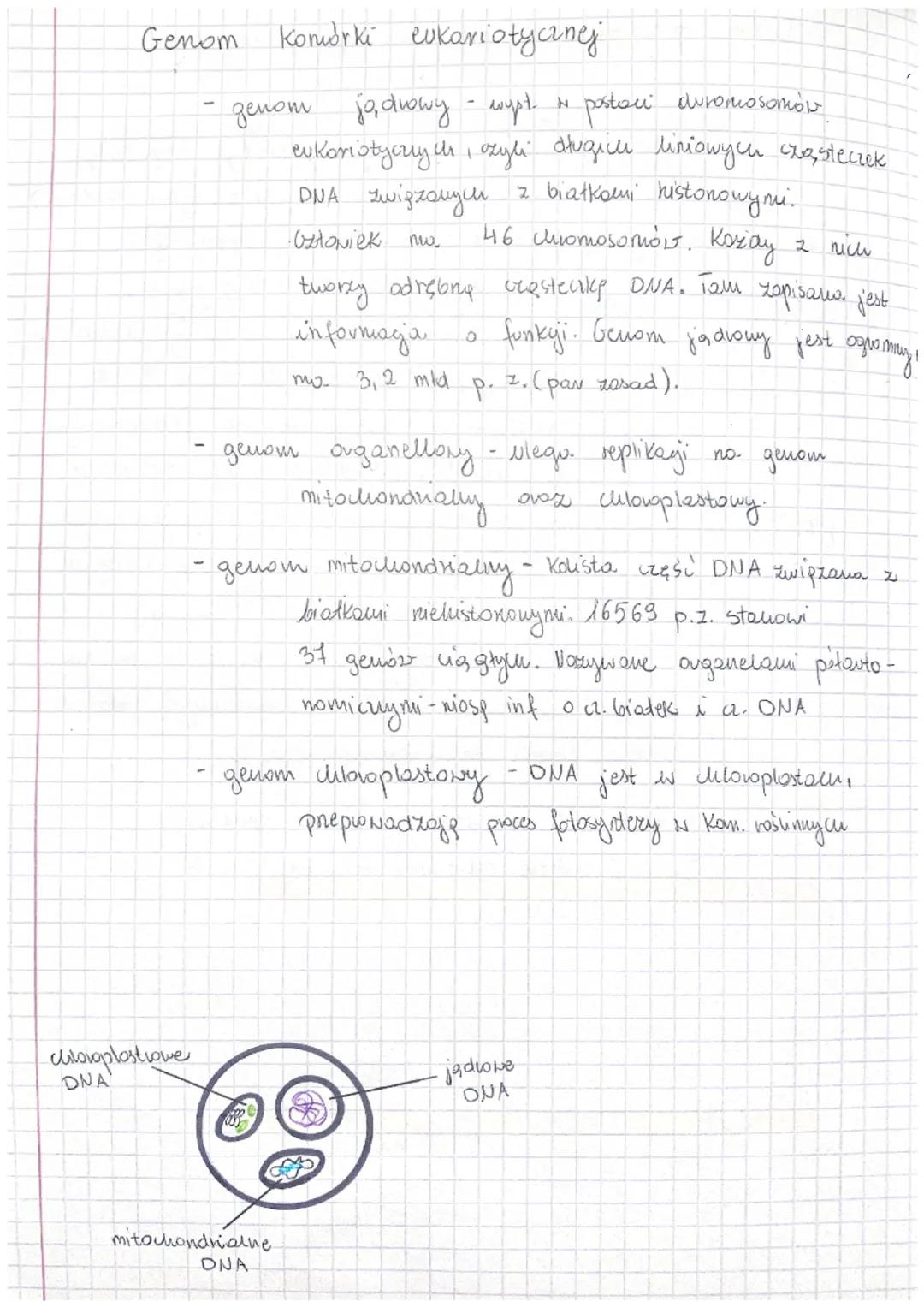 - Budowa i rola kwasów nukleinowych -

DNA-odkinto ar 1879 r., odkiyue prez J. Watson oraz
(kw.aroksynybonukleinoux & Crickom opisare strukt