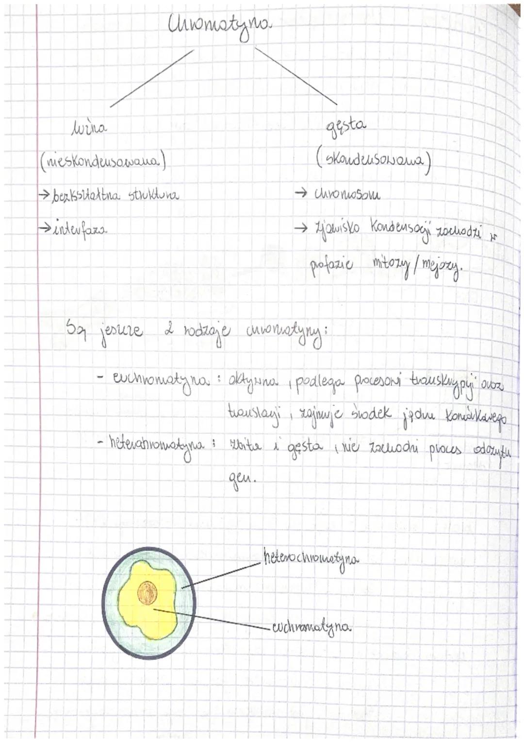 - Budowa i rola kwasów nukleinowych -

DNA-odkinto ar 1879 r., odkiyue prez J. Watson oraz
(kw.aroksynybonukleinoux & Crickom opisare strukt