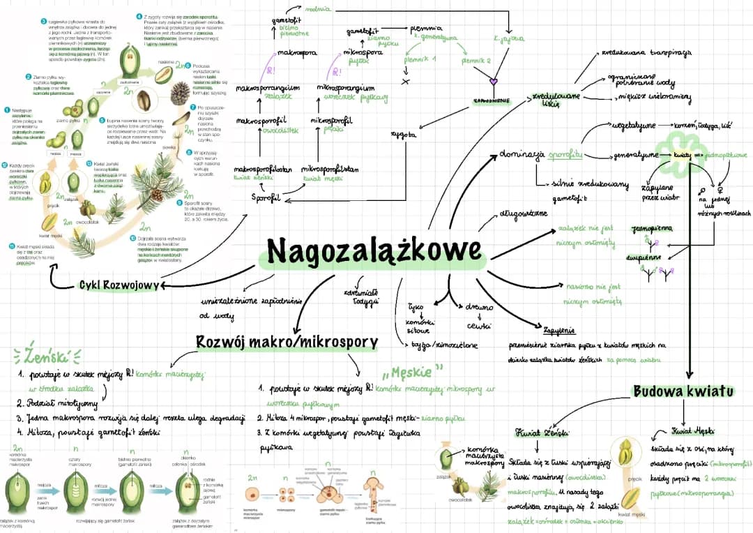 Rośliny Nagozalążkowe, Nagonasinne, Szpilkowe, Iglaste 