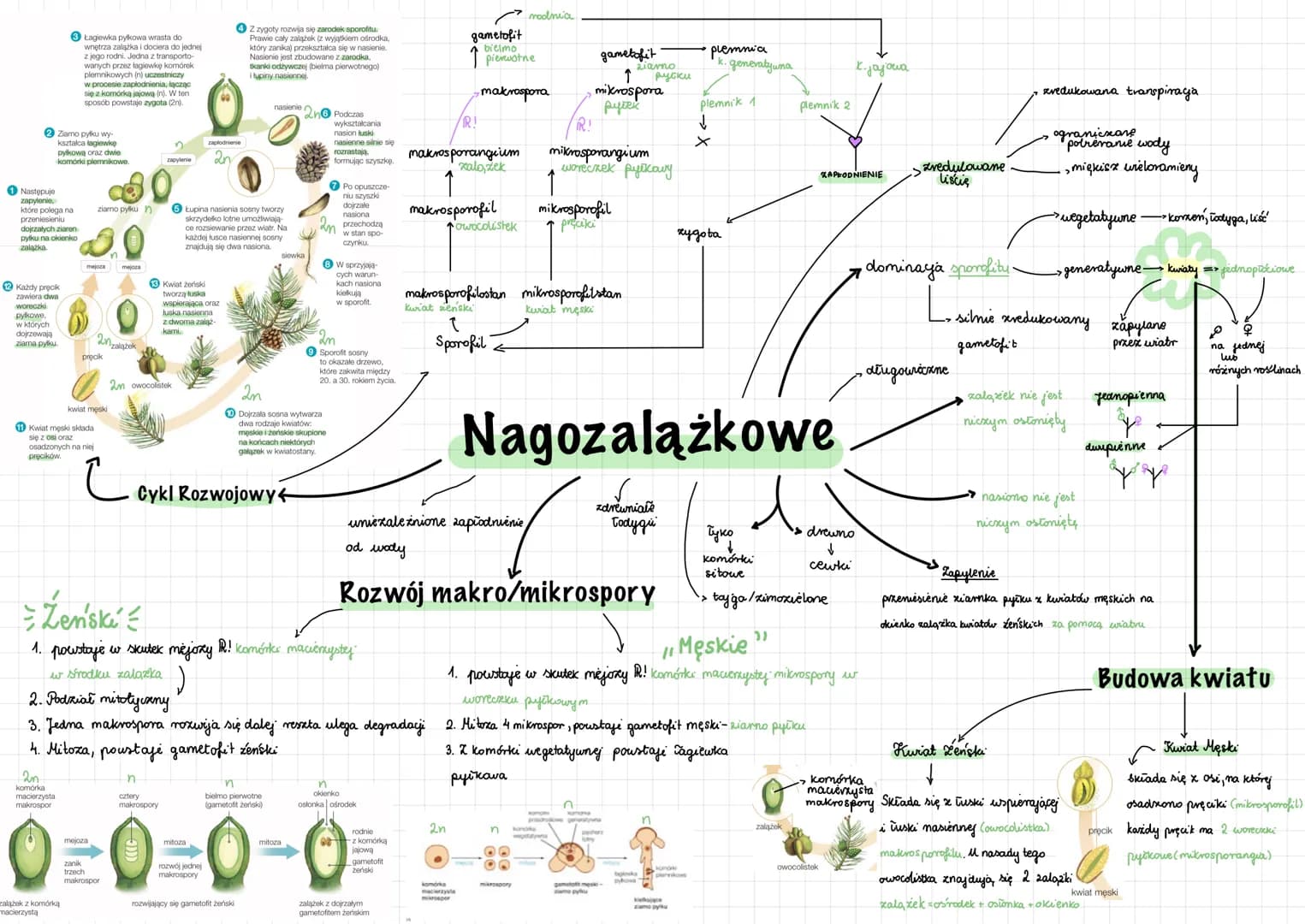 2 Ziamo pyłku wy-
ksztalca lagiewke
pyłkową oraz dwie
komórki plemnikowe.
Następuje
zapylenie,
które polega na
przeniesieniu
dojrzałych ziar