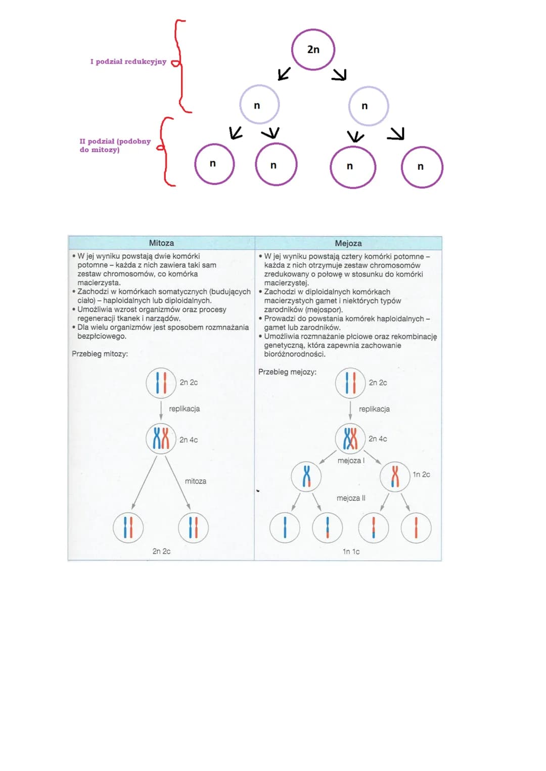Biologia
Temat: Mitoza.
1. MITOZA:
1 Cykl życiowy trwa od momentu powstania komórki do momentu jej podziału na
dwie komórki potomne można w 