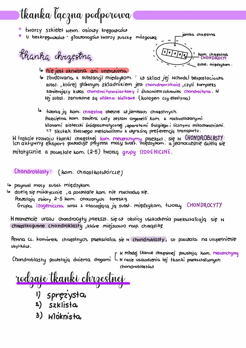 .
tkanka łączna
Wszystkie rodzaje tkanki łącznej pochodzą z tkanki łącznej zarodkowej, czyli mezenchymy
●
Charakterystyczne cechy budowy tka