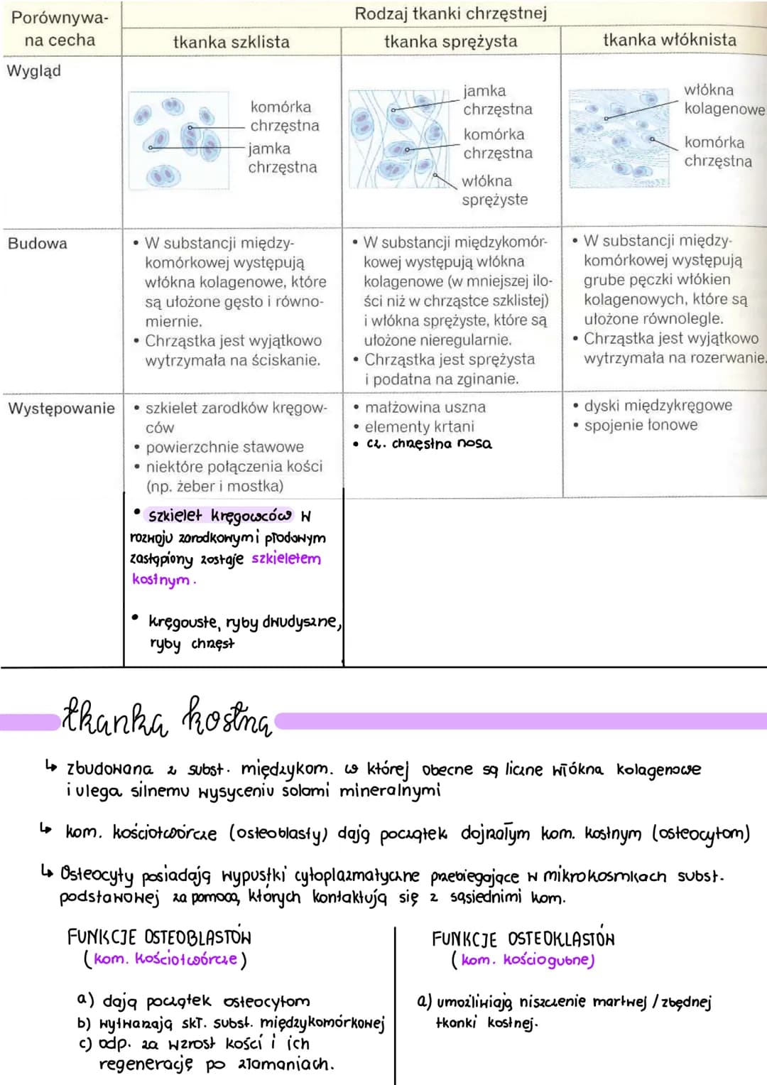 .
tkanka łączna
Wszystkie rodzaje tkanki łącznej pochodzą z tkanki łącznej zarodkowej, czyli mezenchymy
●
Charakterystyczne cechy budowy tka