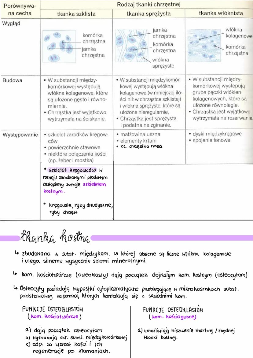 .
tkanka łączna
Wszystkie rodzaje tkanki łącznej pochodzą z tkanki łącznej zarodkowej, czyli mezenchymy
●
Charakterystyczne cechy budowy tka