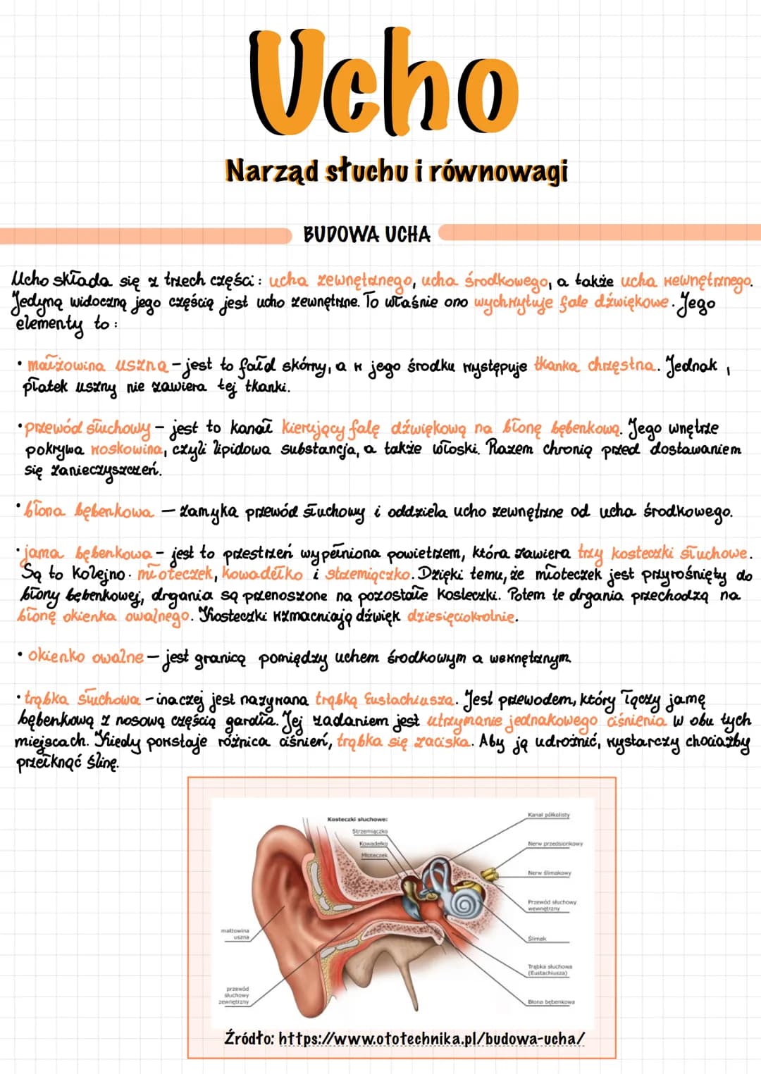 Ucho
Narząd słuchu i równowagi
Ucho składa się z trzech części: ucha zewnętrznego, ucha środkowego, a także ucha wewnętrznego.
Jedyną widocz