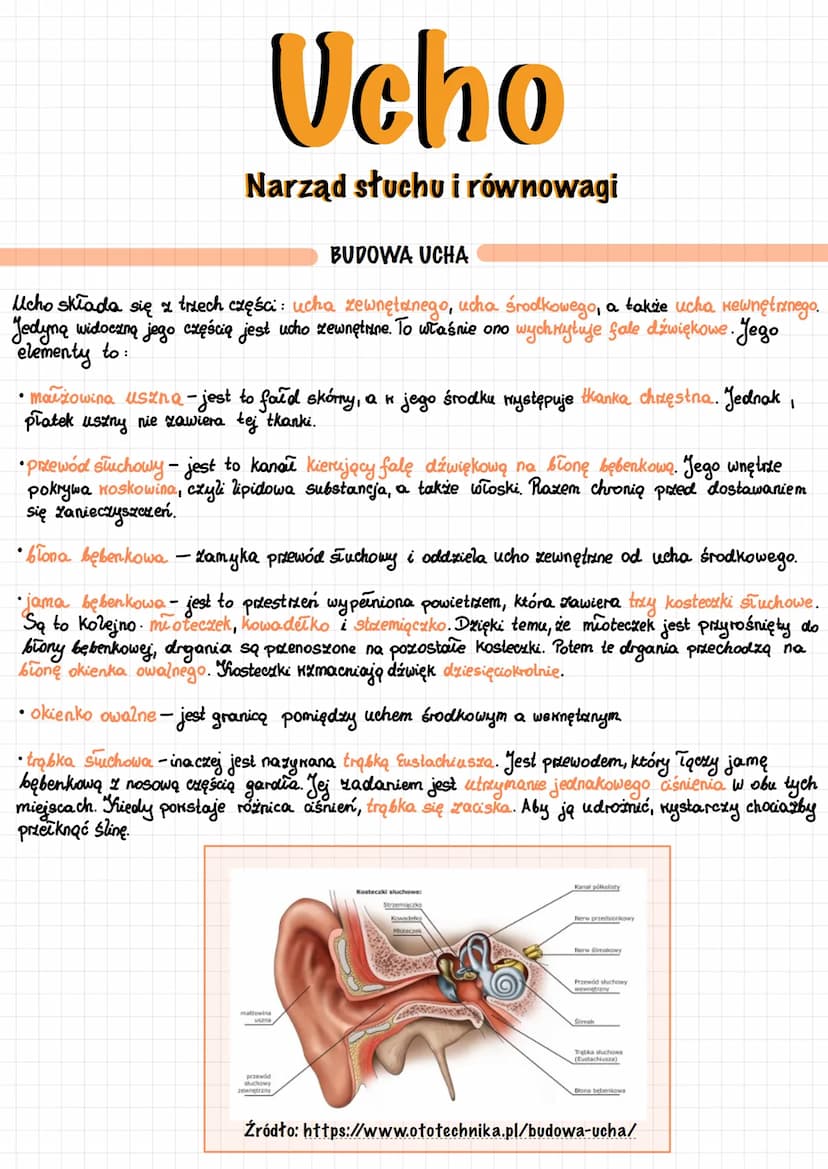 Ucho
Narząd słuchu i równowagi
Ucho składa się z trzech części: ucha zewnętrznego, ucha środkowego, a także ucha wewnętrznego.
Jedyną widocz