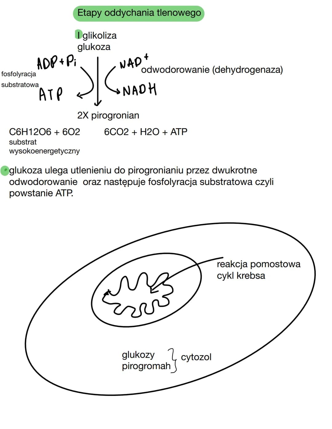 Etapy oddychania tlenowego
Iglikoliza
glukoza
2/4²
ADP+ Pi
АТР
fosfolyracja
substratowa
C6H12O6 + 602
substrat
NAD +
2X pirogronian
wysokoen