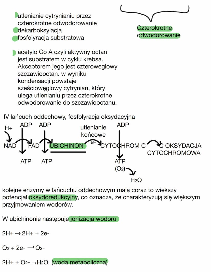 Etapy oddychania tlenowego
Iglikoliza
glukoza
2/4²
ADP+ Pi
АТР
fosfolyracja
substratowa
C6H12O6 + 602
substrat
NAD +
2X pirogronian
wysokoen