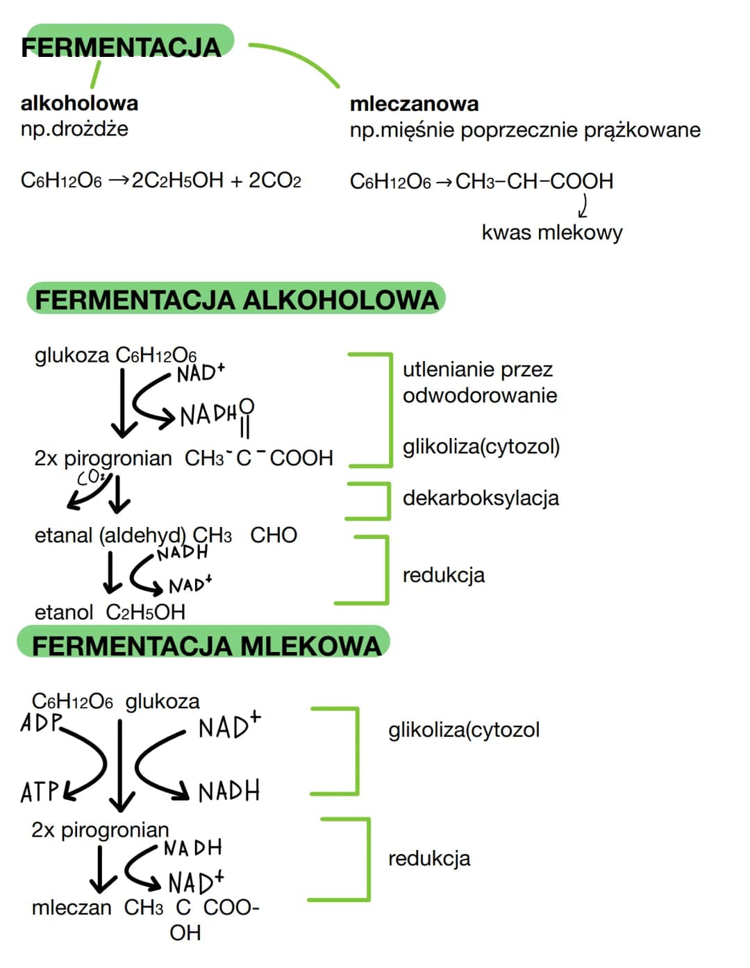 Etapy oddychania tlenowego
Iglikoliza
glukoza
2/4²
ADP+ Pi
АТР
fosfolyracja
substratowa
C6H12O6 + 602
substrat
NAD +
2X pirogronian
wysokoen