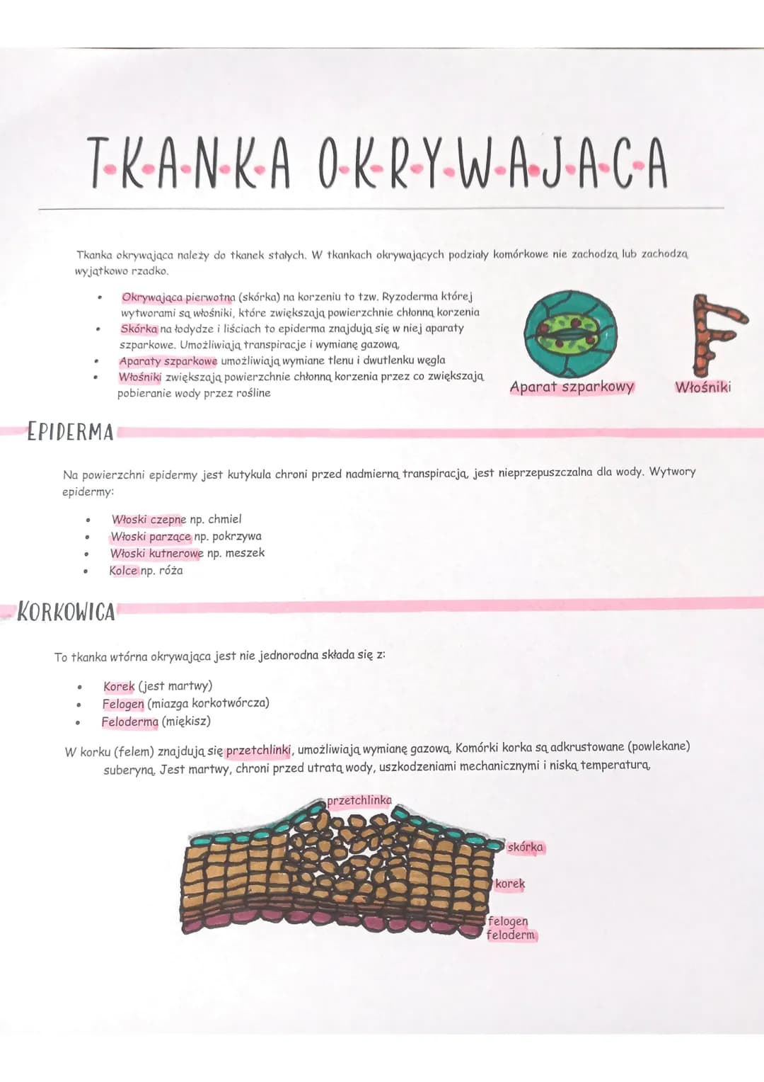 Tkanka okrywająca należy do tkanek stałych. W tkankach okrywających podziały komórkowe nie zachodzą lub zachodzą
wyjątkowo rzadko.
T-K-·A·N·