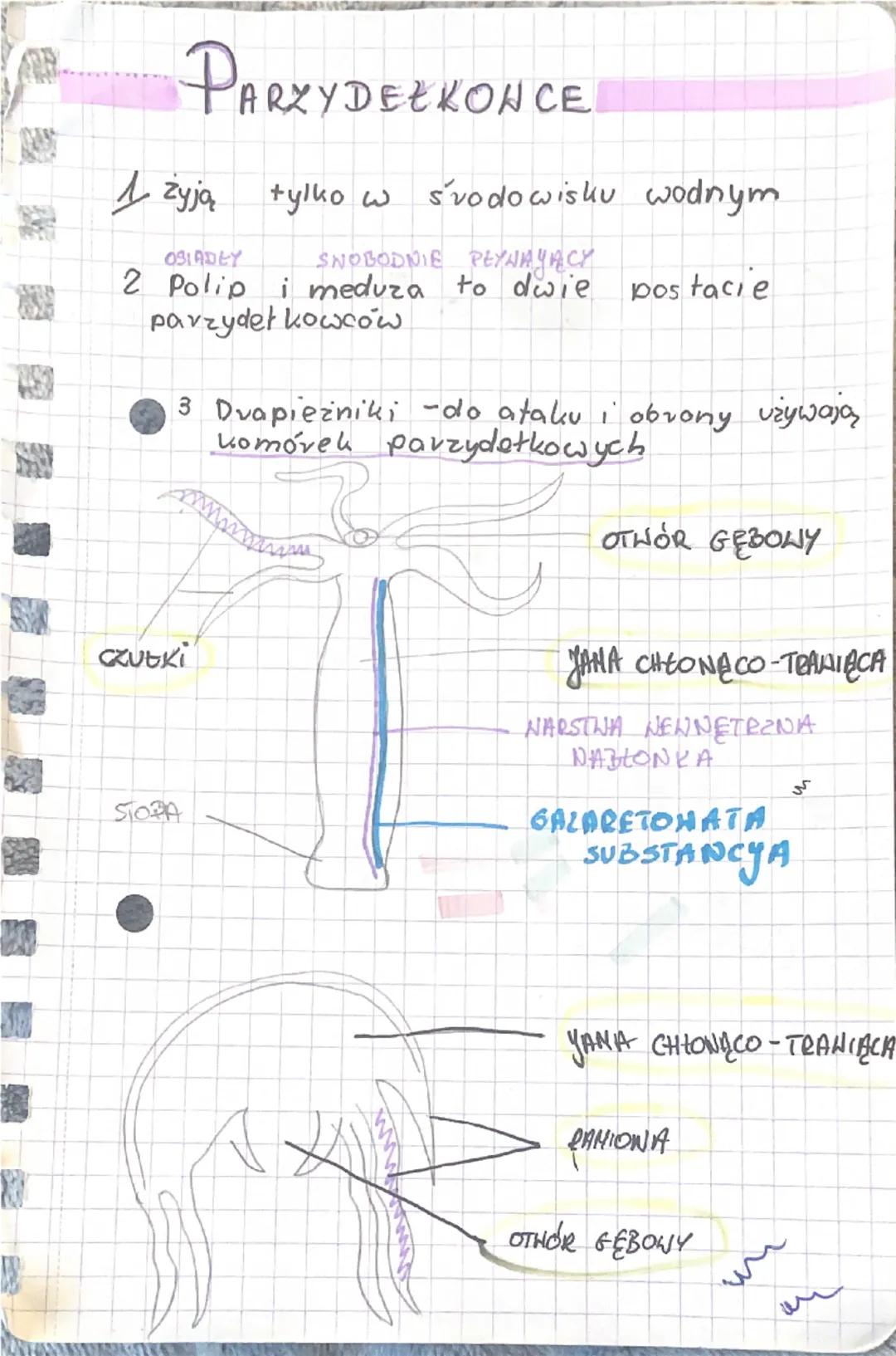 PARZYDEŁKONCE
1 żyją
tylko w
środowisku wodnym.
OSIADEY
SNOBODNIE REYNAYACY
2 Polip i meduza to dwie,
postacie
parzydeł kowców.
3 Dvapieżnik