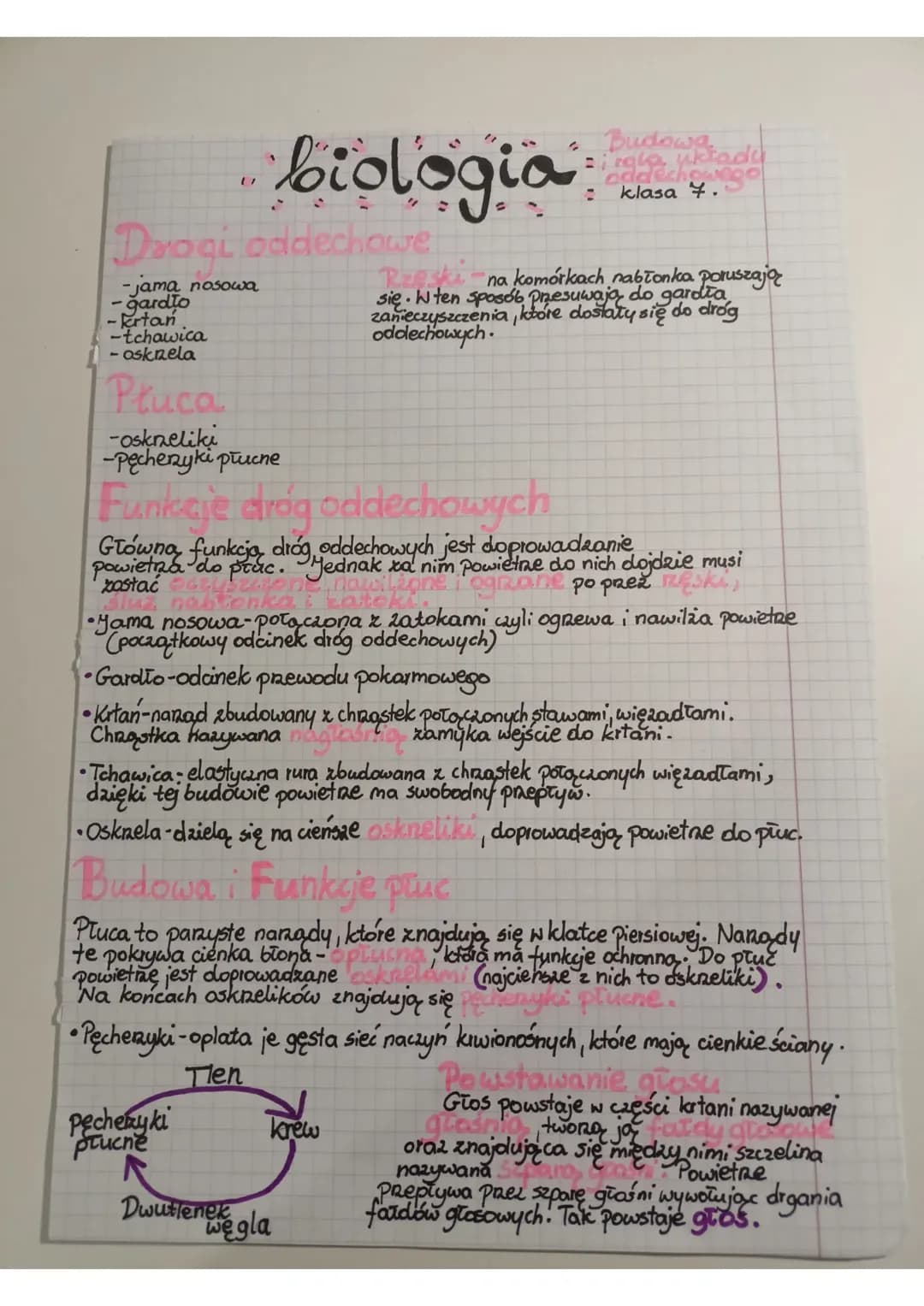 Biologia- Budowa i rola układu oddechowego klasa 7🦠🫀✨.