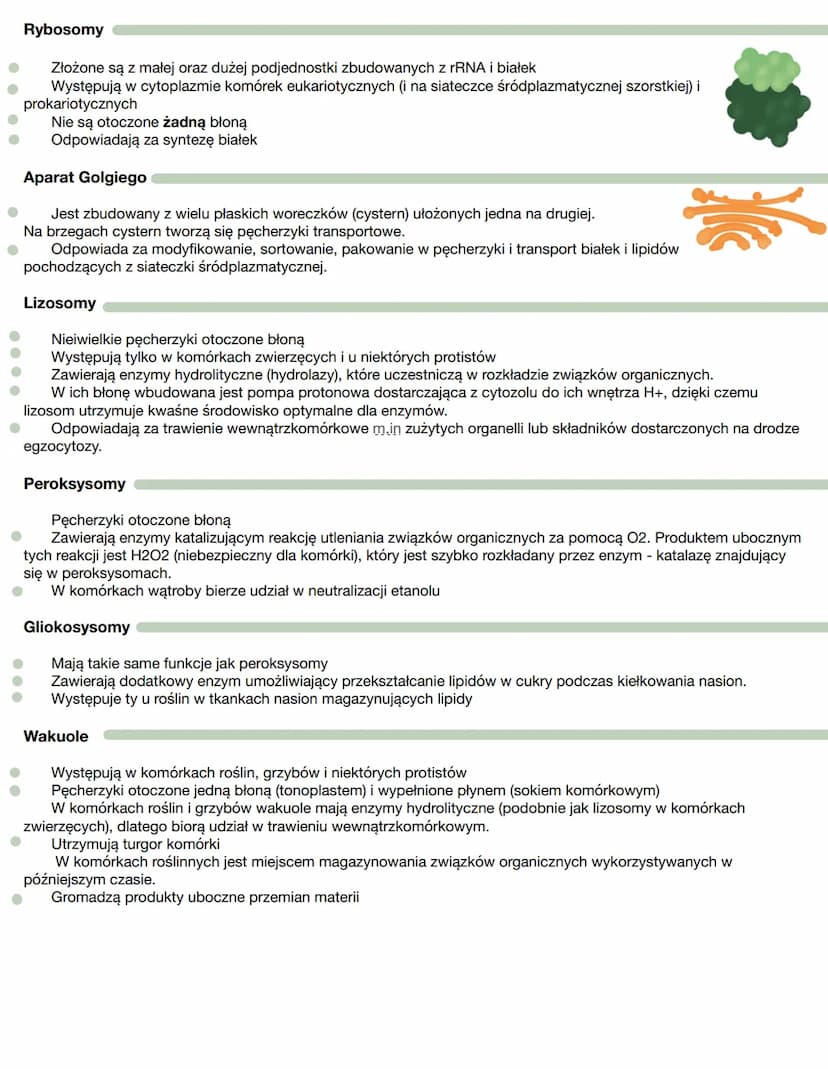 Stosunek powierzchni do objętości
Im większy rozmiar komórki, tym mniejszy stosunek powierzchni do objętości, który z powodu dłuższej drogi
