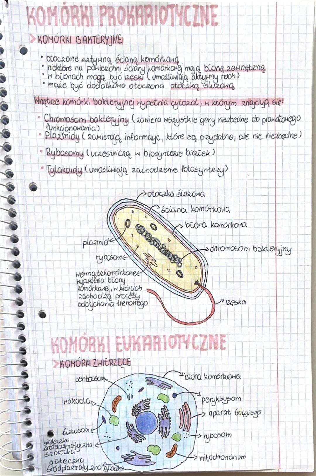 KOMÓRKI PROKARIOTYCZNE
KOMÓRKI BAKTERYJNE
• otoczone sztywną ścianą komórkową.
nktóre na powierzchni ściany komórkowej mają błonę zewnętrzną