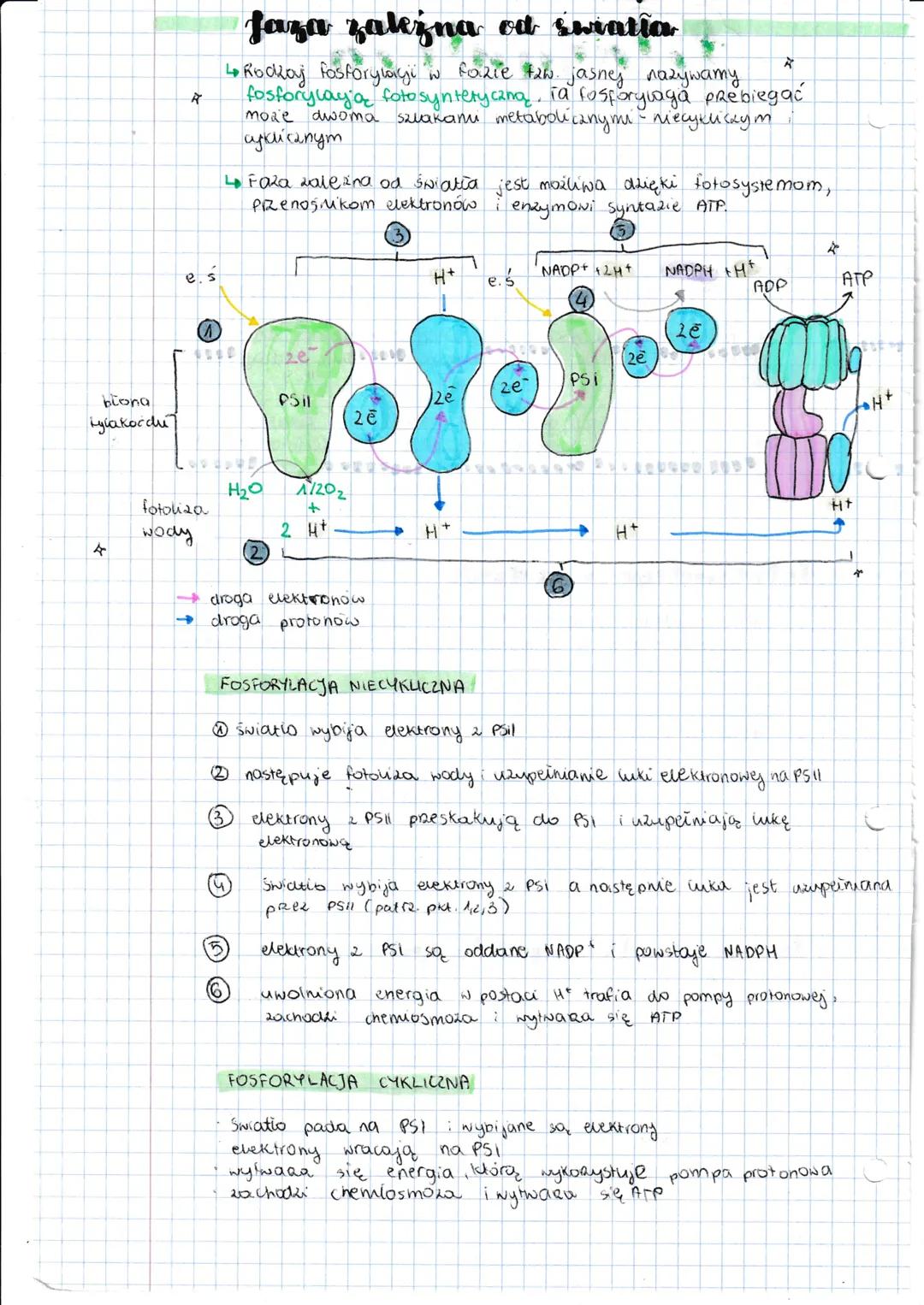 4
4
Jotorgateza
autotrofizm to rodzaj odżywiania się organismod.
Polega on na samodzielnym wytwarzaniu
związków organicznych ze związków
nie
