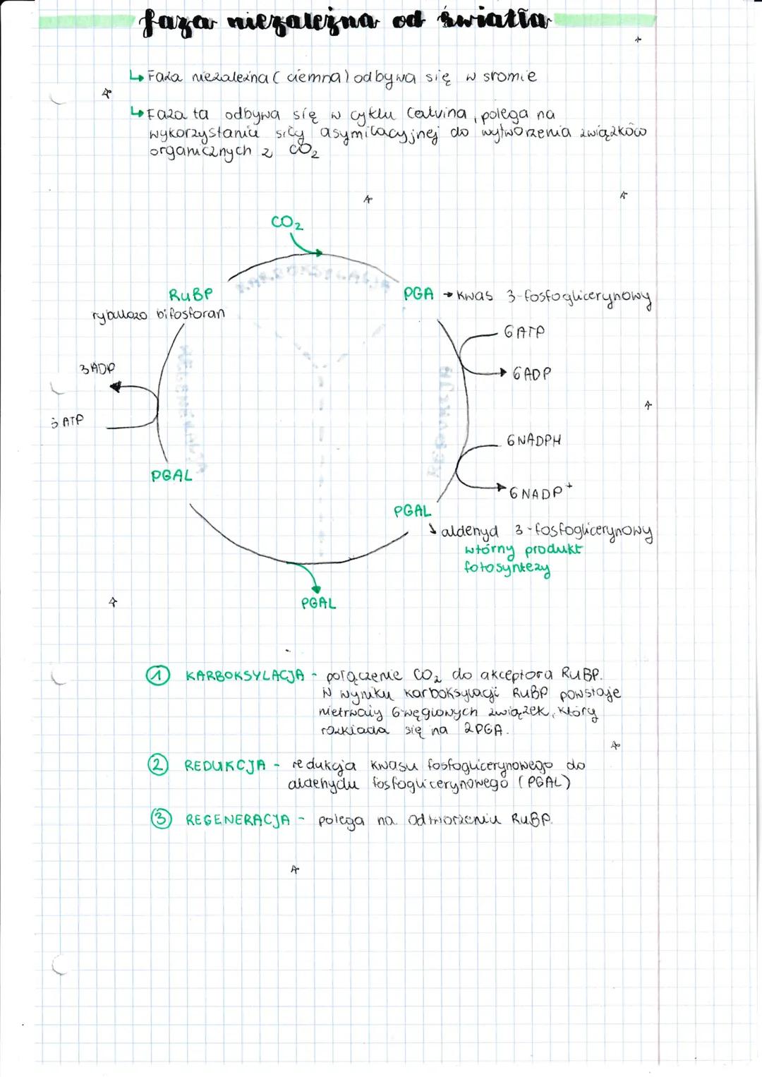 4
4
Jotorgateza
autotrofizm to rodzaj odżywiania się organismod.
Polega on na samodzielnym wytwarzaniu
związków organicznych ze związków
nie