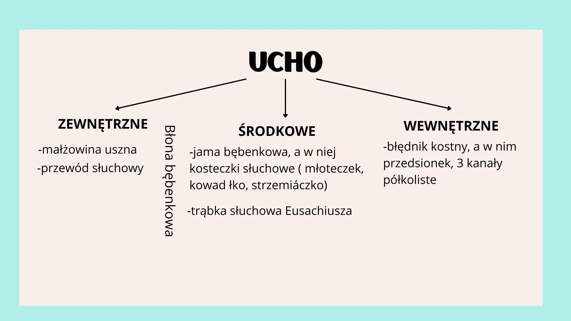 # NARZĄDY

# ZMYSŁÓW # NARZĄD WZROKU

OKO

<div align="left">
Aparat ochronny oka
- Powieczki
- Brwi
- Rzęsy
- Gruczoły łzowe
- Kości czaszk