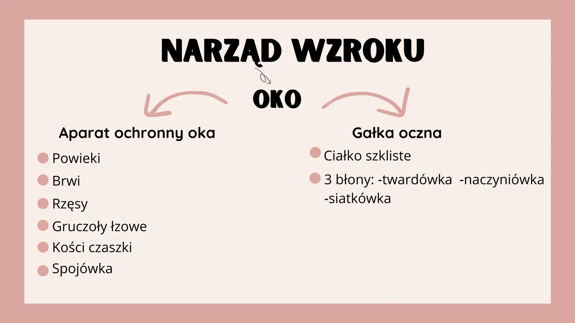 # NARZĄDY

# ZMYSŁÓW # NARZĄD WZROKU

OKO

<div align="left">
Aparat ochronny oka
- Powieczki
- Brwi
- Rzęsy
- Gruczoły łzowe
- Kości czaszk