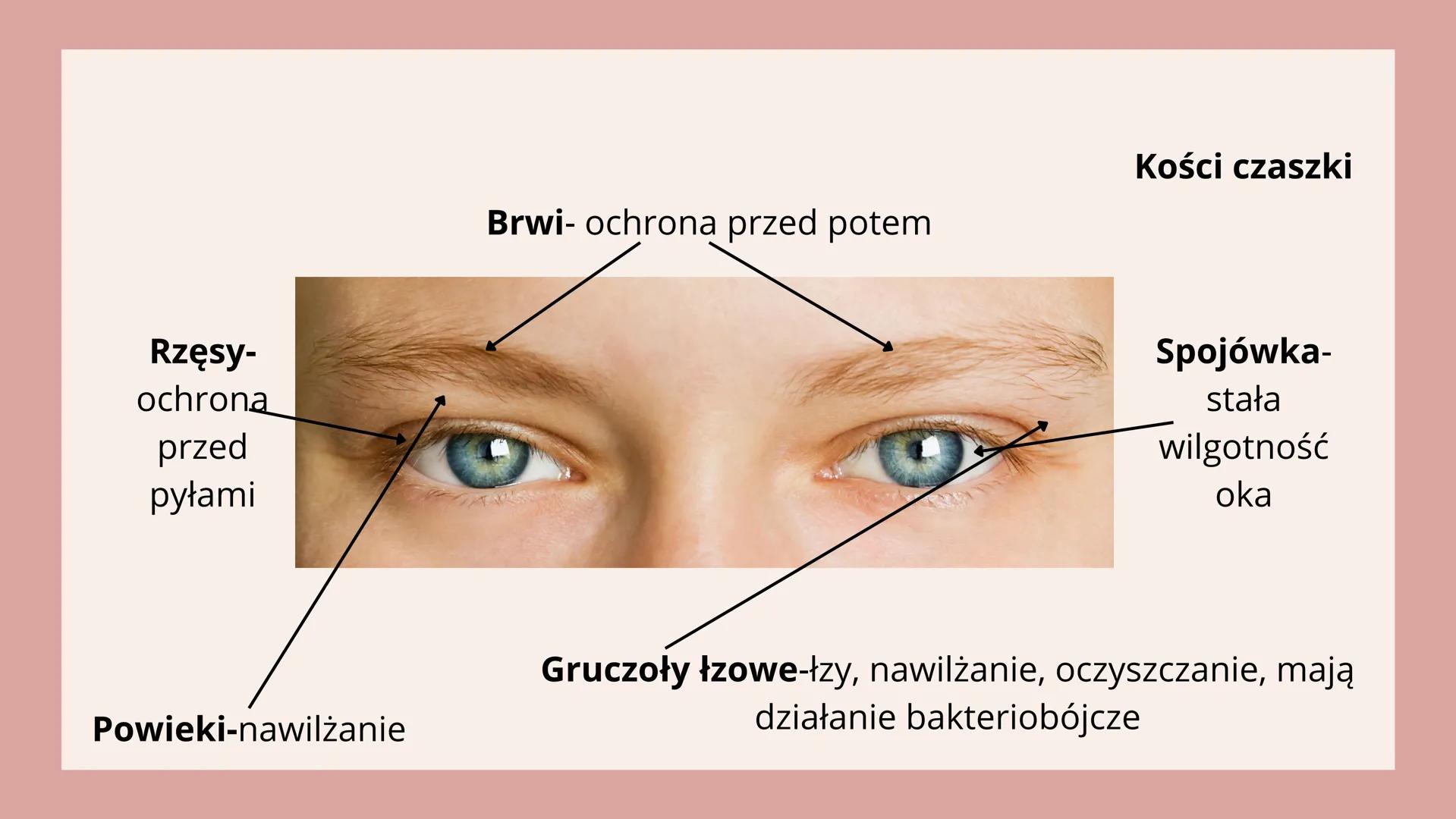 # NARZĄDY

# ZMYSŁÓW # NARZĄD WZROKU

OKO

<div align="left">
Aparat ochronny oka
- Powieczki
- Brwi
- Rzęsy
- Gruczoły łzowe
- Kości czaszk