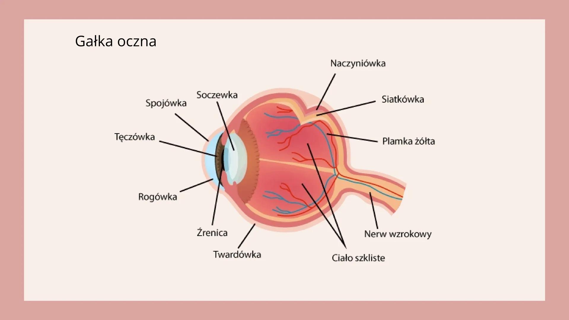 # NARZĄDY

# ZMYSŁÓW # NARZĄD WZROKU

OKO

<div align="left">
Aparat ochronny oka
- Powieczki
- Brwi
- Rzęsy
- Gruczoły łzowe
- Kości czaszk