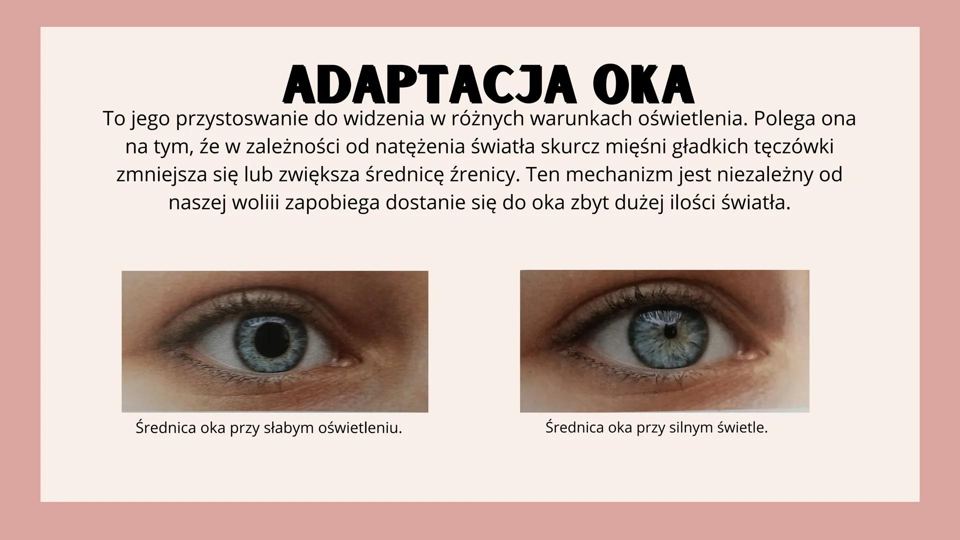 # NARZĄDY

# ZMYSŁÓW # NARZĄD WZROKU

OKO

<div align="left">
Aparat ochronny oka
- Powieczki
- Brwi
- Rzęsy
- Gruczoły łzowe
- Kości czaszk