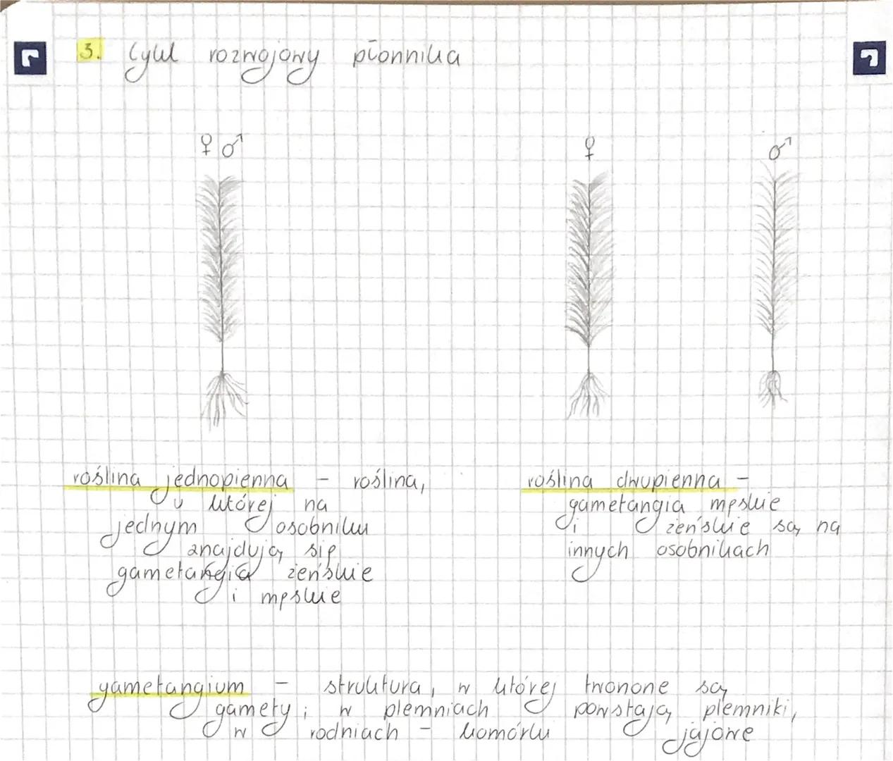 rośliny 0
dominującym gametoficie.
1. Poholeniem dominujacym & mozaliów jest gametofit,
ponieważ
jest samozyning
(oneprowadza fotosyntezp),
