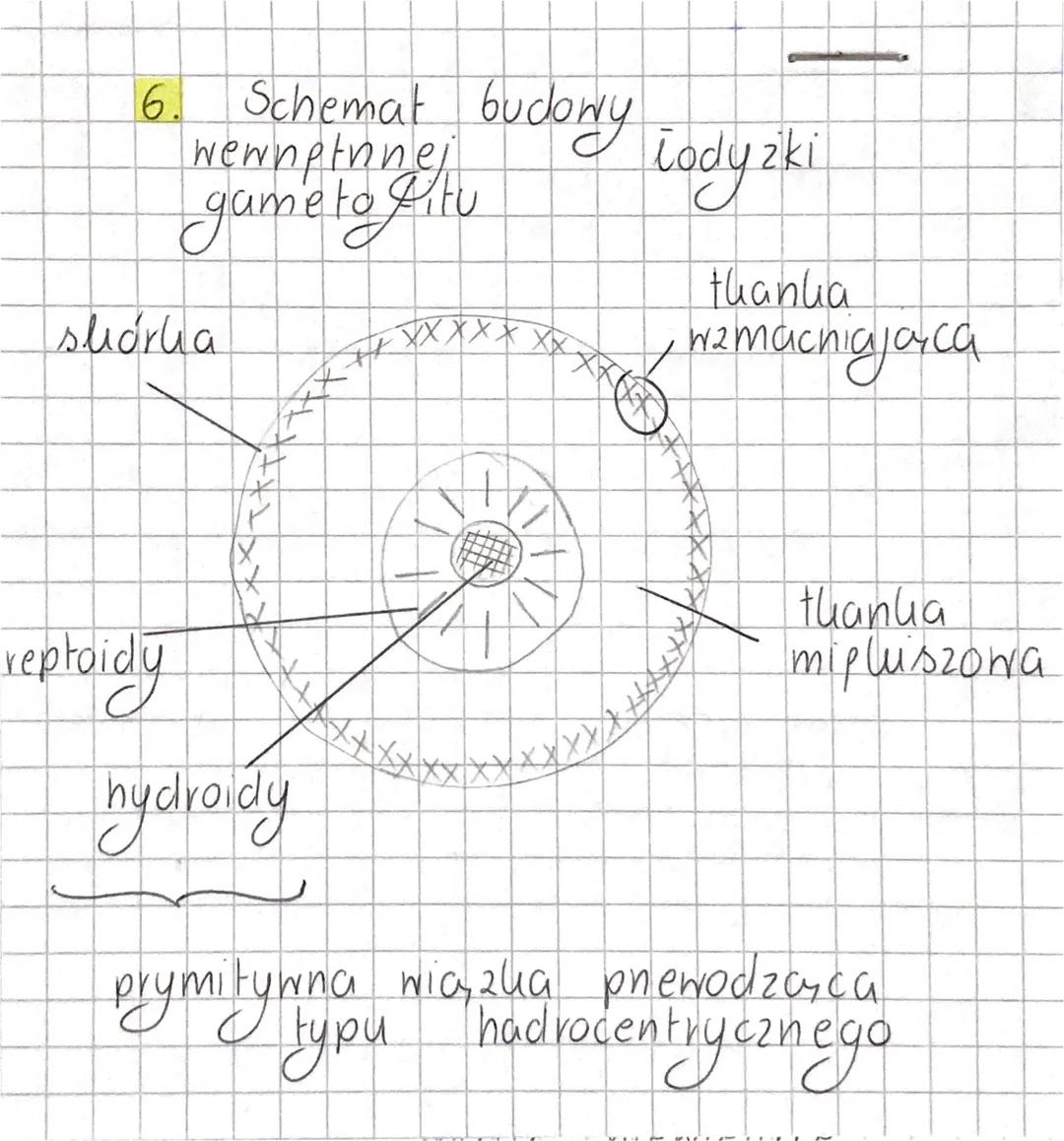 rośliny 0
dominującym gametoficie.
1. Poholeniem dominujacym & mozaliów jest gametofit,
ponieważ
jest samozyning
(oneprowadza fotosyntezp),
