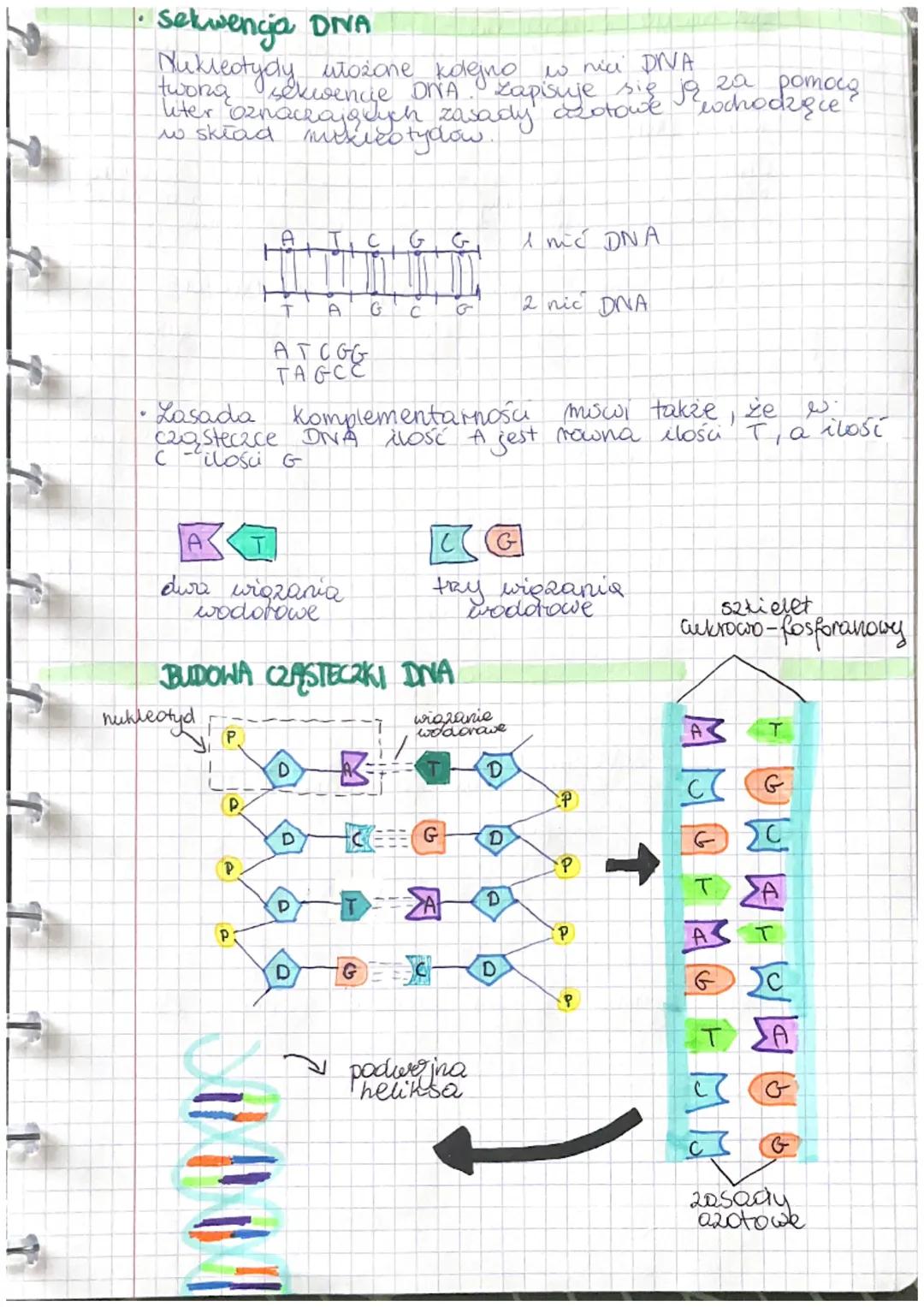KLASA IV
Lekya
#03 2023 Temat: Budowa woda kwasow nukleinowych

1. Budowa DNA
a) budowa nukleotydu
b) wiązania chemiczne w ONA
gu
c) budowa 