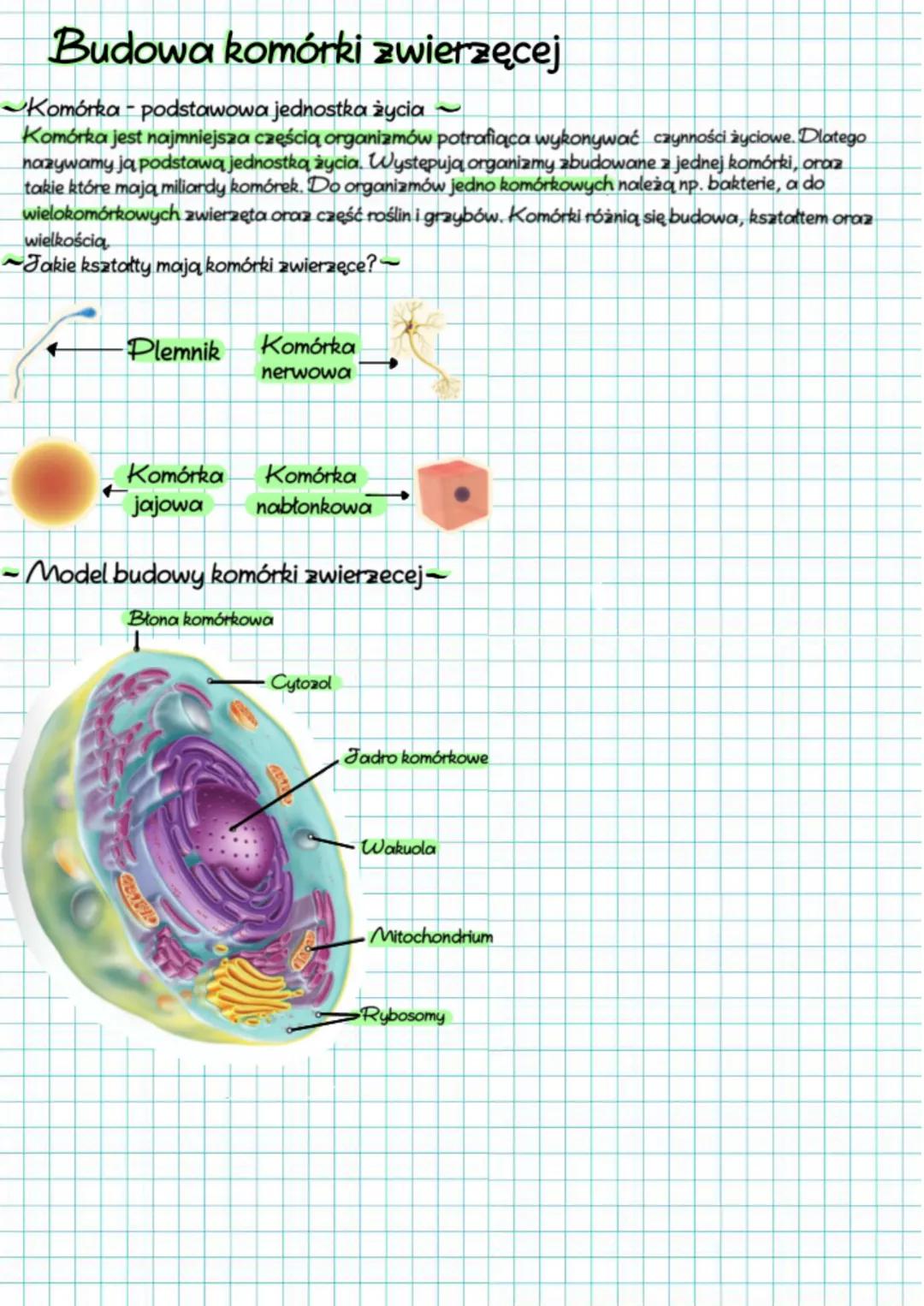 Biologia - Budowa komórki zwierzęcej 