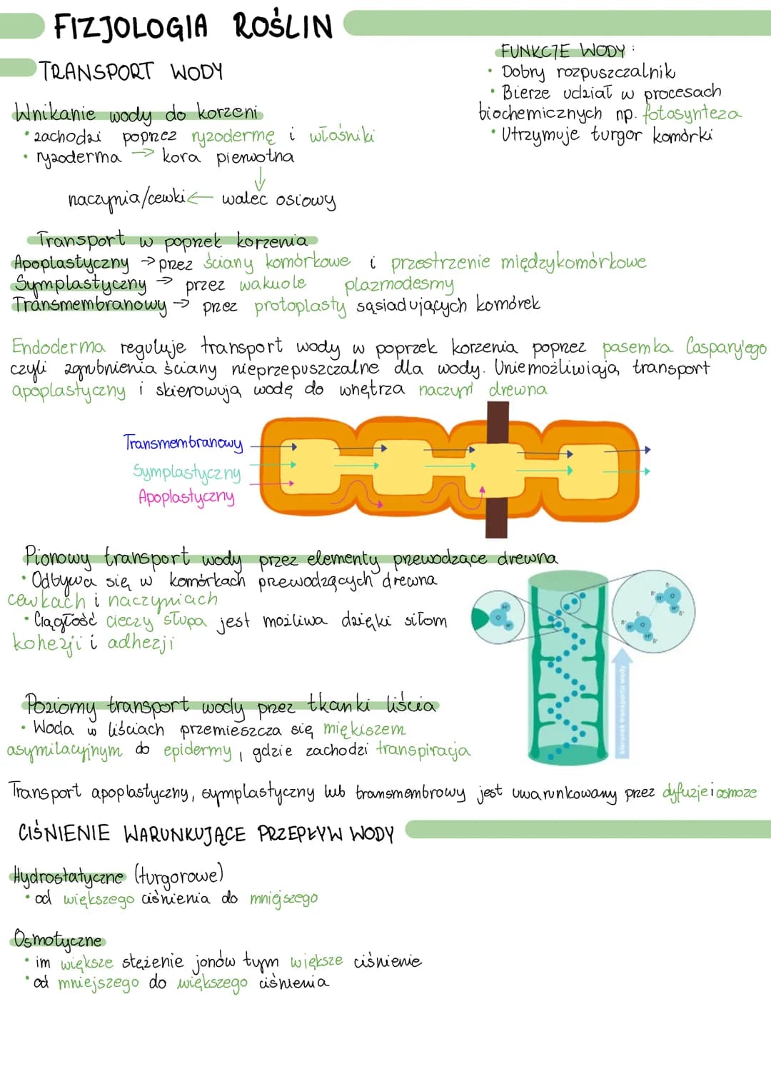 FIZJOLOGIA ROŚLIN
TRANSPORT WODY
Wnikanie wody do korzeni
• zachodai poprzez ryzodermę i włośniki
ryzoderma kora pierwotna
●
naczynia/cewki 