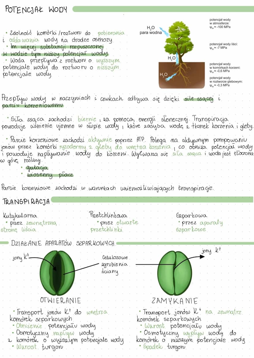 FIZJOLOGIA ROŚLIN
TRANSPORT WODY
Wnikanie wody do korzeni
• zachodai poprzez ryzodermę i włośniki
ryzoderma kora pierwotna
●
naczynia/cewki 