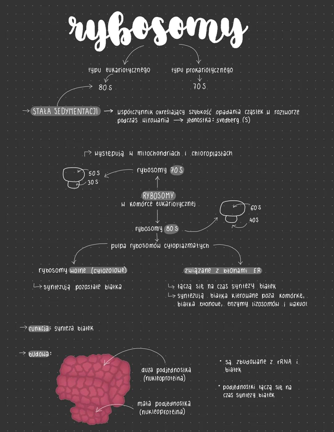 # rybosomy

typu eukariotycznego typu prokariotycznego

80 S 70 S

STAŁA SEDYMENTACJI współczynnik określający szybkość opadania cząstek w r