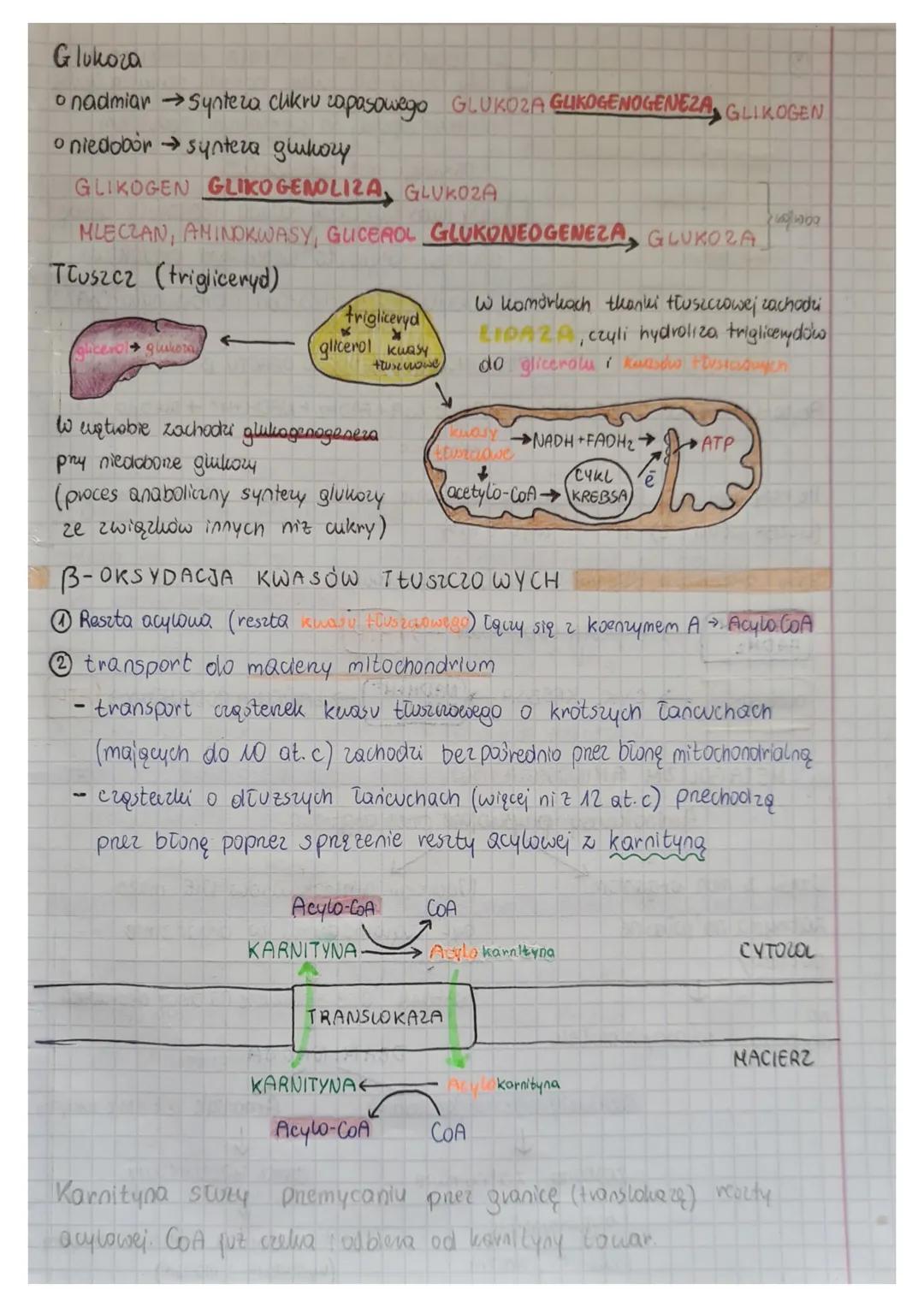 CYKL MOCZNIKOWY
① transport glutaminianu w postaci glutaminy i alaniny
do komórek wątroby za pośrednictwem krwi
② DEAMINACJA OKSYDACYJNA i t
