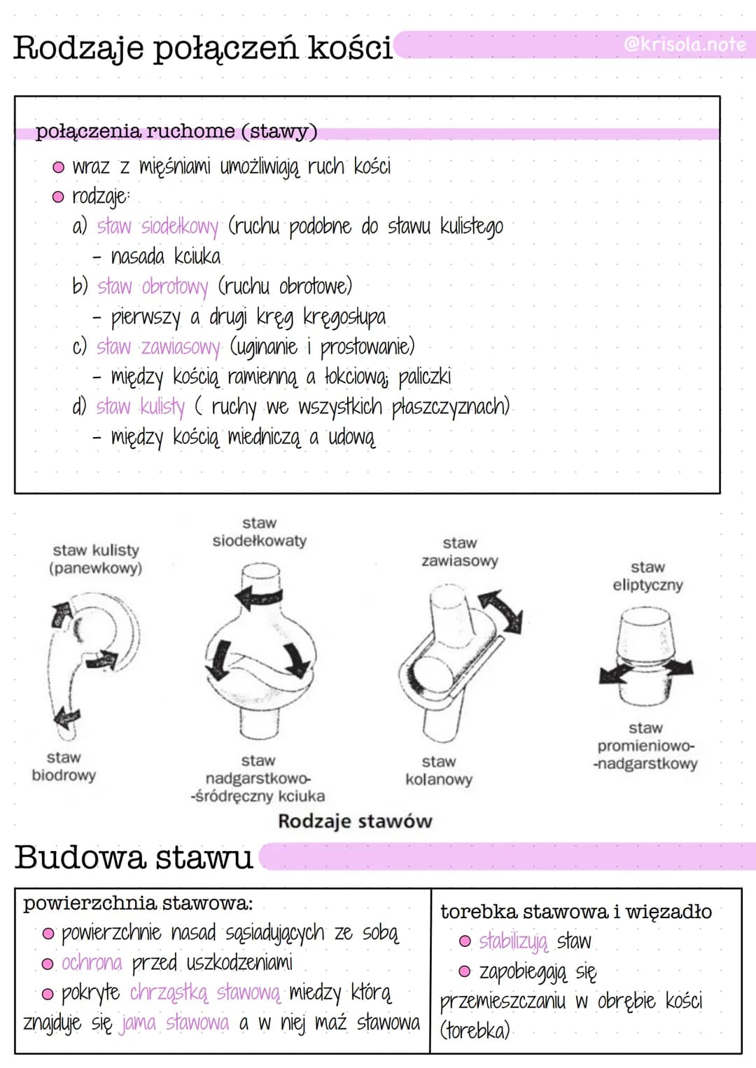 Budowa i funkcje szkieletu człowieka - opis