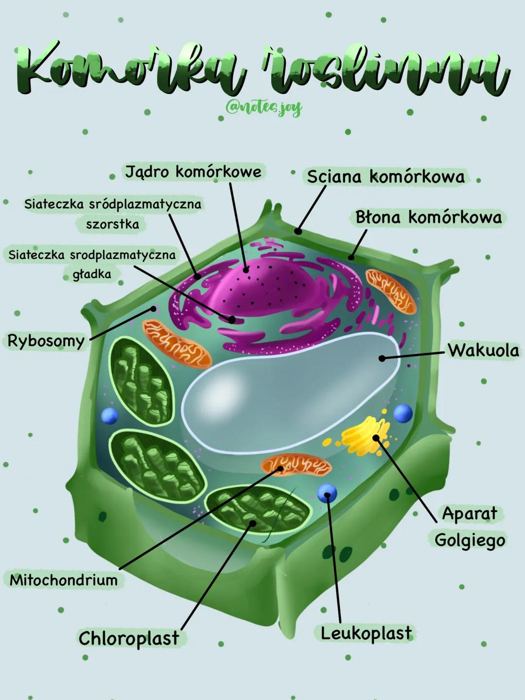 Komorkų ioclivww
● Siateczka sródplazmatyczna
Rybosomy
Jądro komórkowe
szorstka
Siateczka srodplazmatyczna
gładka
Mitochondrium
FY
@notes.jo