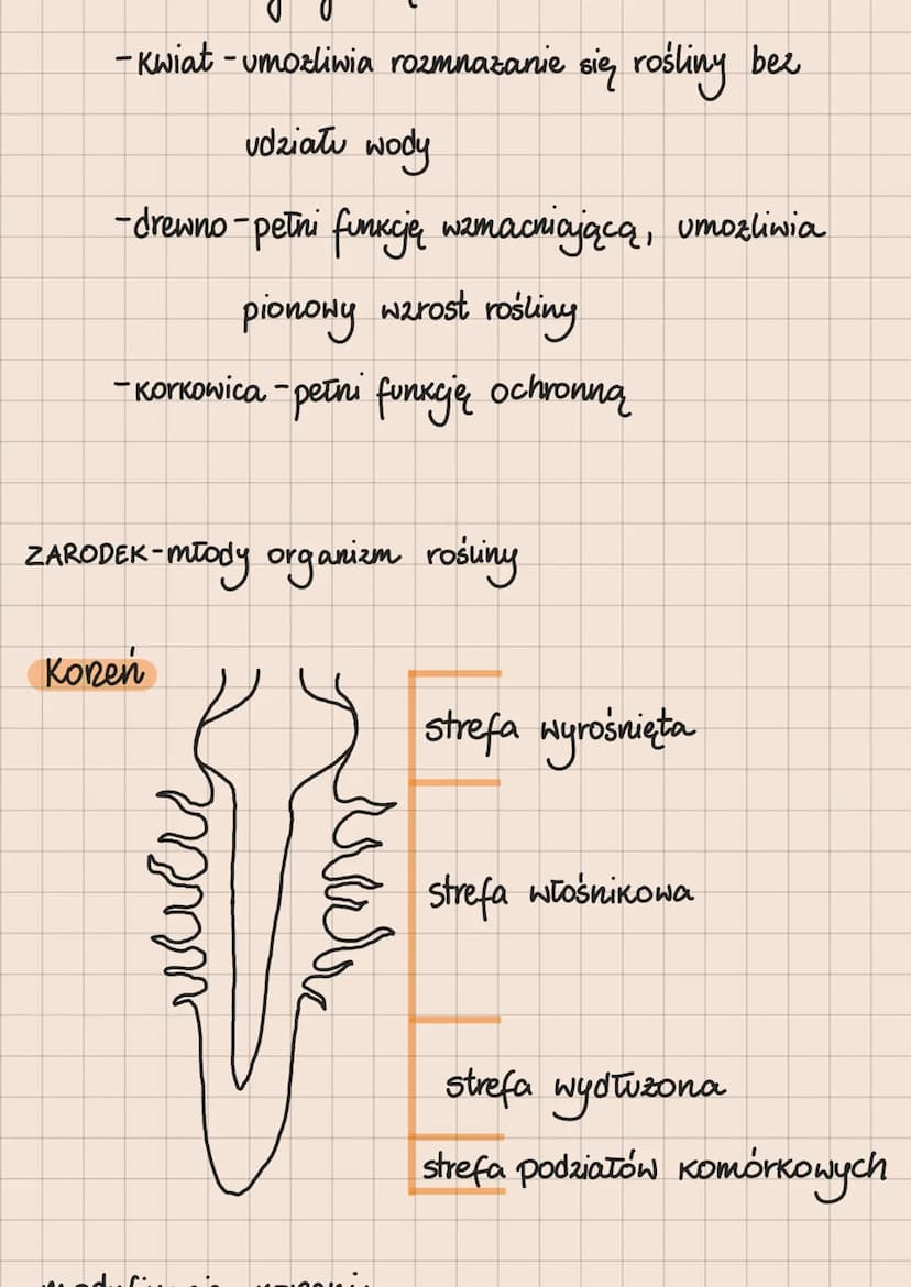 ROŚLINY PIERWOTNIE WODNE
1. Zielenice
zdolność ruchu
-mają
-mogą występować w ráznych
formach morfologicznych
- występują głównie
w środowis