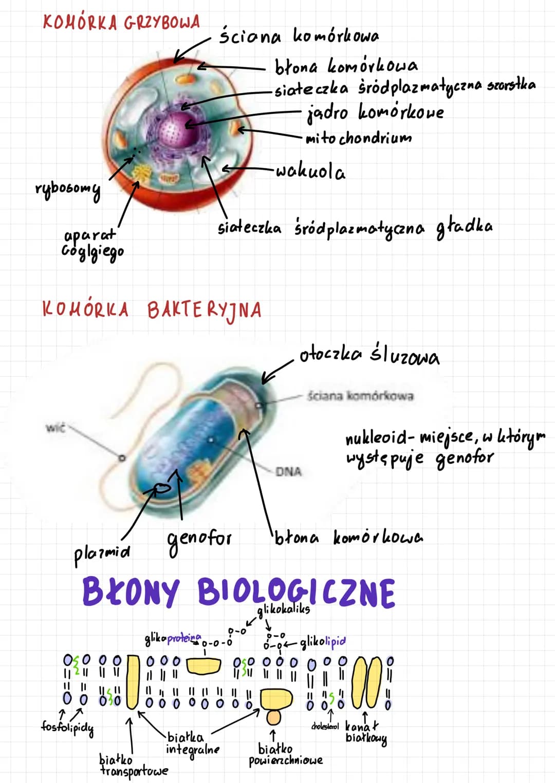 Komórka prokariotyczna i eukariotyczna: Porównanie, Budowa i Funkcje