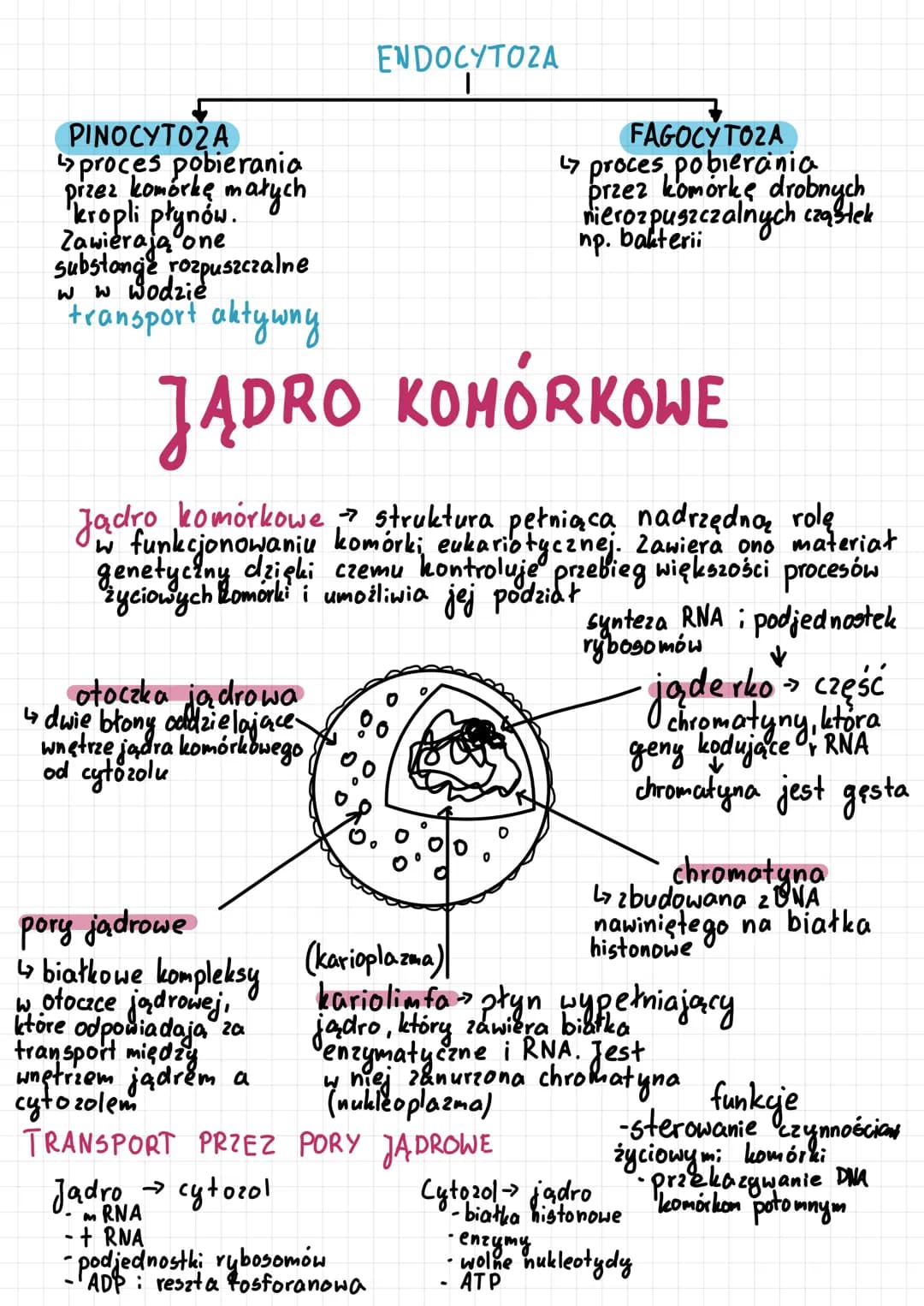 Komórka prokariotyczna i eukariotyczna: Porównanie, Budowa i Funkcje
