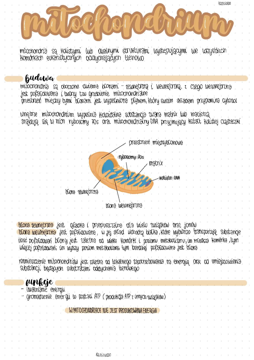 Czym są mitochondria i jak działają?