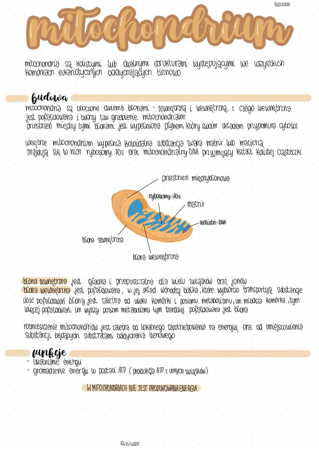 pritochondrium
mitochondria sa kolistymi lub owalnymi strukturami występującymi we wszystkich
komórkach eukariotycznych oddychających tlenow