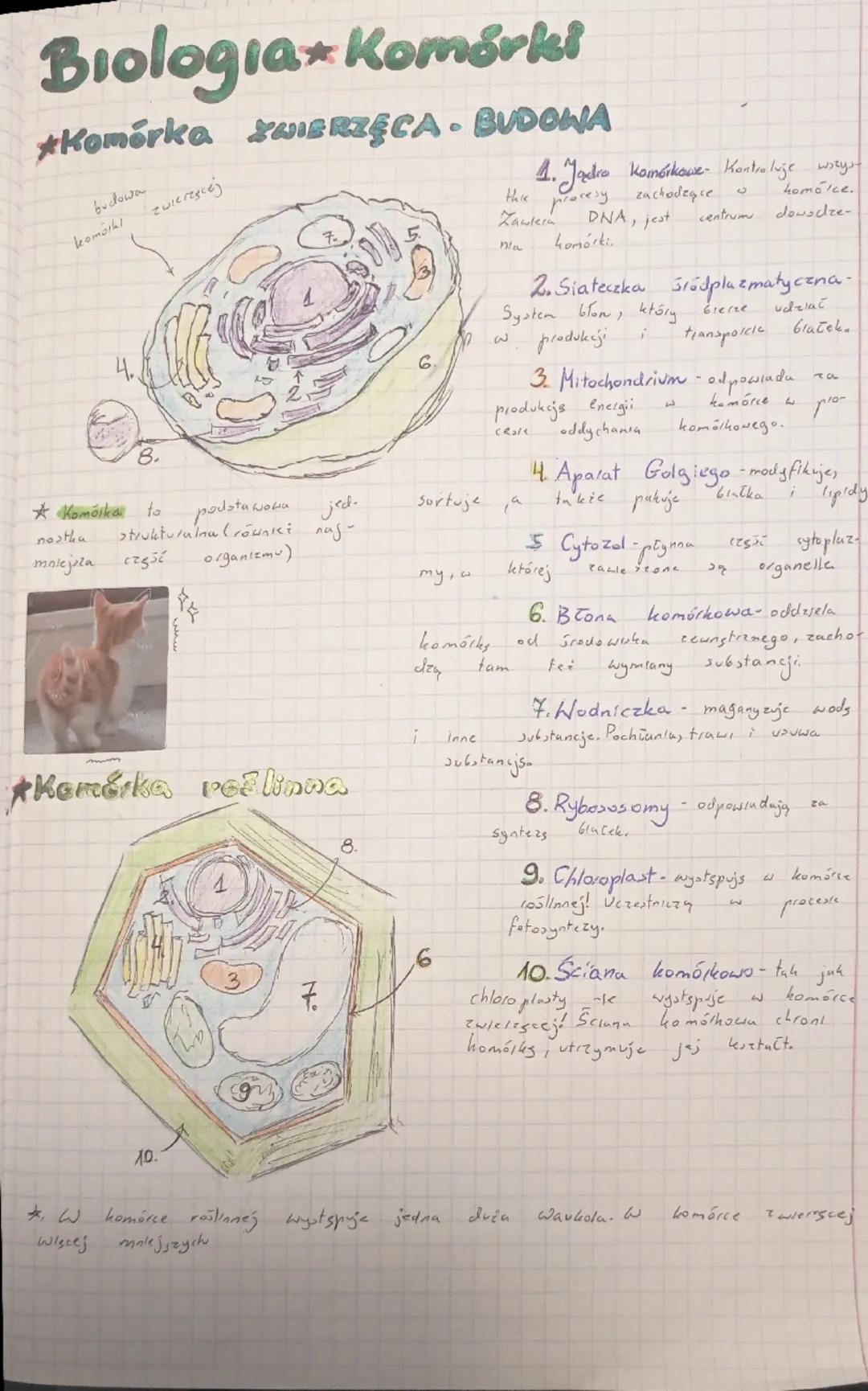 Biologia Komórki
*Komórka ZWIERZĘCA - BUDOWA
komórki
1. Jądro Komórkowe - Kontroluje wszystkie
procesy zachodzące w komórce.
Zawiera DNA i j