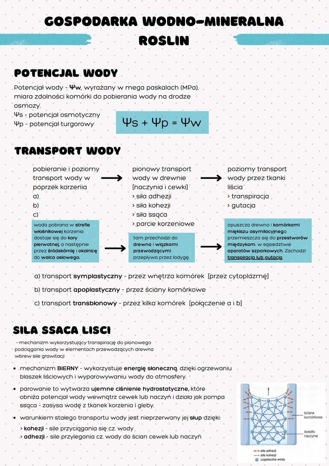GOSPODARKA WODNO-MINERALNA
POTENCJAL WODY
Potencjał wody - w, wyrażany w mega paskalach (MPa),
miara zdolności komórki do pobierania wody na
