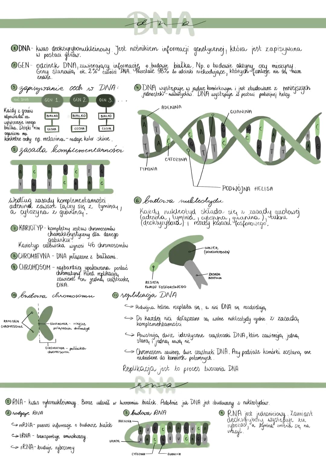 
<p>Kwas deoksyrybonukleinowy (DNA) pełni funkcję nośnika informacji genetycznej, która jest zapisywana w postaci genów. Geny to odcinki DNA