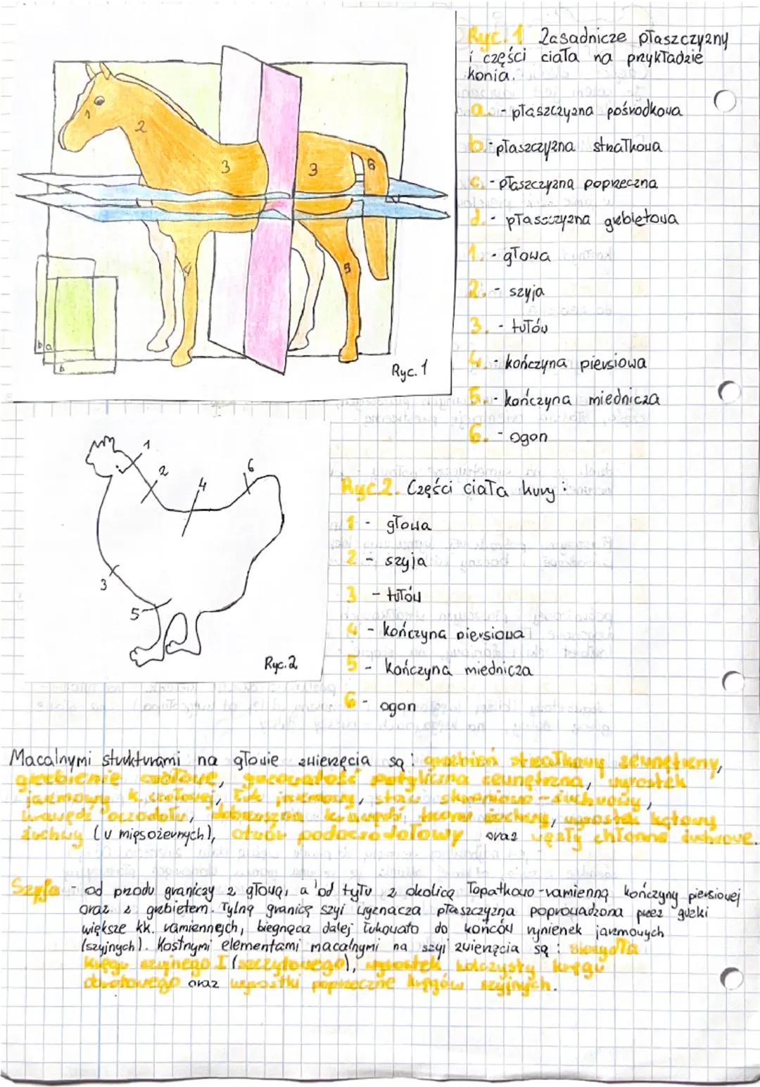 C
¿ dilue colo
Polo vienot
Mend
Części okolice ciała Quienat opisuje anatomia, topograficz
Jej celem jest nauczenie widzenia przestrzennego 