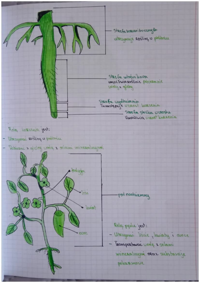 Biologia
Drial IV
Rodzaje Hansh
Rodzaj
Thanki twórcze (zbudowane z
komórek, które stale się dzielą)
Thanki state
Скаушајже
Miękiszowe
(zbudo